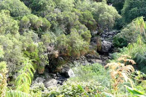 La Réunion : Explorez la forêt du Tévelave et ses alentours !