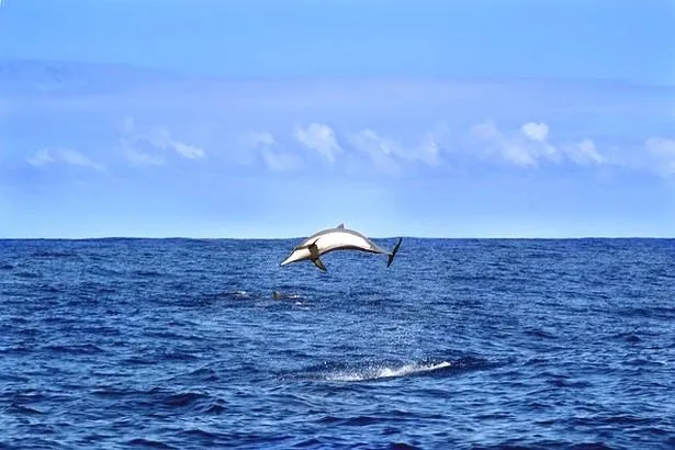 La Réunion : Où observer des dauphins et des baleines ? 