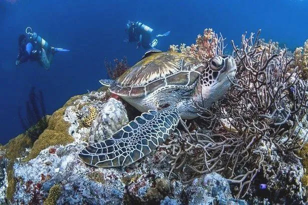 Martinique : Les 6 meilleurs spots de plongée !