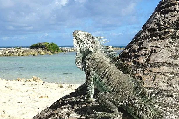 Guadeloupe : Découvrez la faune sauvage de l’archipel