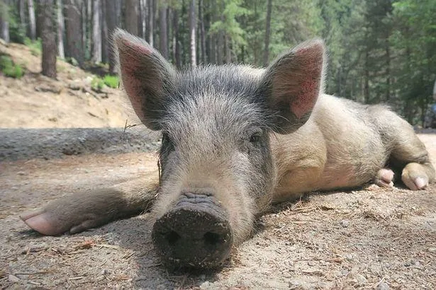 Corse : Découvrez la faune sauvage de l’île !