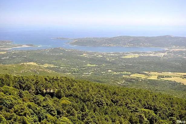La Forêt de l'Ospedale : le joyau caché de la Corse 