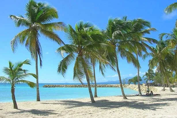 Comment organiser un voyage aux Antilles ?