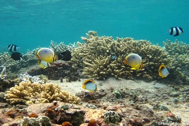 Où faire du snorkeling sur l’île de la Réunion ? 