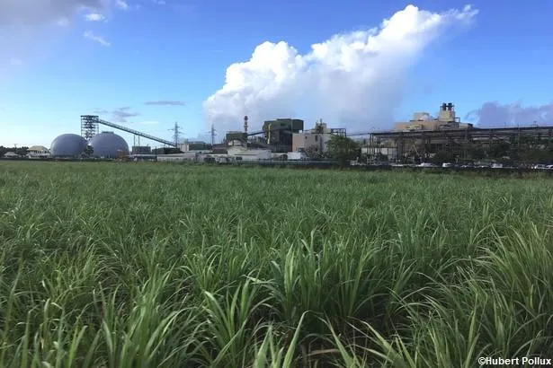 La Réunion : Visitez la distillerie Savanna et la sucrerie de Bois-Rouge