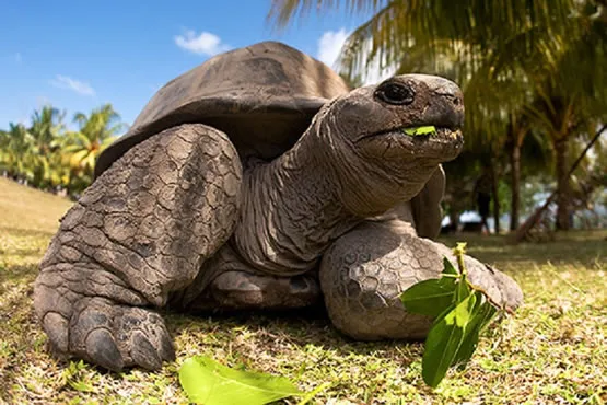 Tortue sur l'île Curieuse