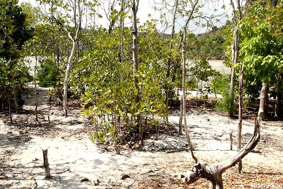 mangrove ile curieuse