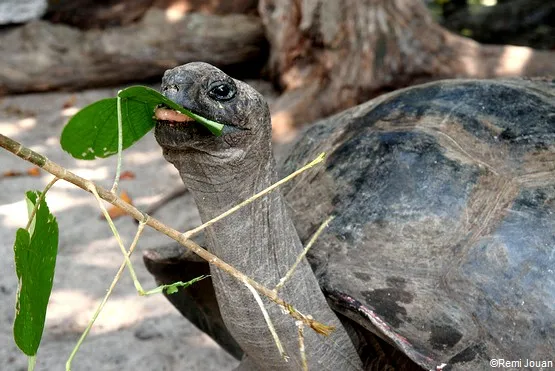 tortue ile curieuse