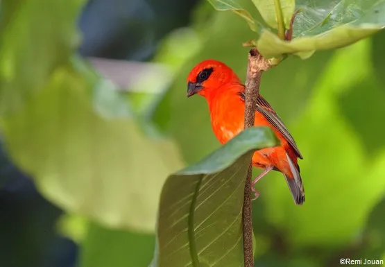 oiseau ile curieuse