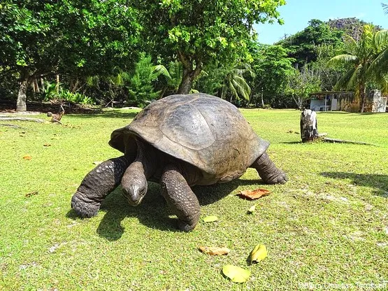 tortues Aldabra