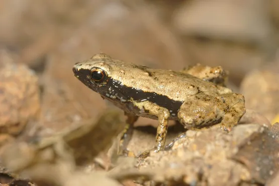 La Sooglossus Gardineri