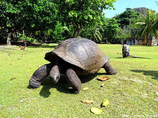 tortues seychelles