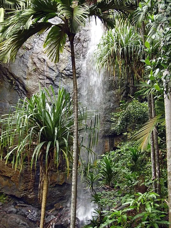 Vallée de mai seychelles