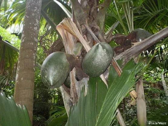 vallee de mai seychelles