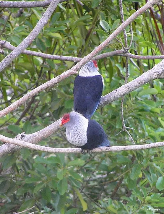 pigeon bleu seychelles