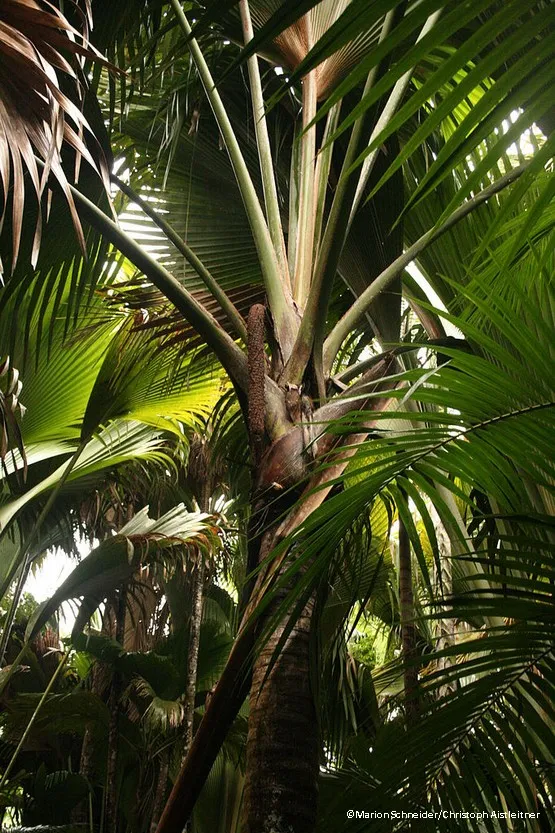 coco de mer vallee de mai