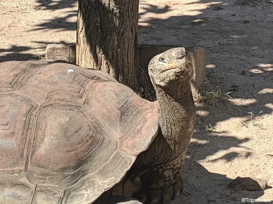 A cupulatta Tortue