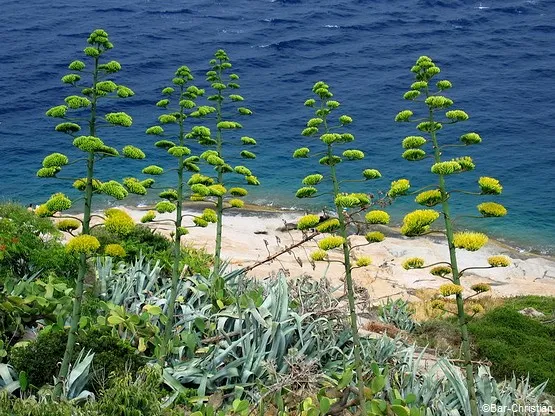 Flore de la réserve Scandola