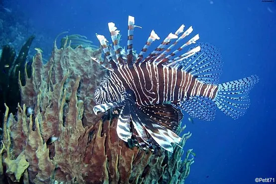 poisson guadeloupe