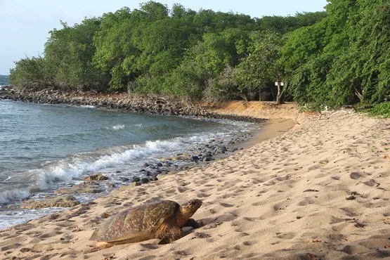 guadeloupe