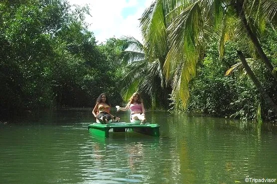 mangrove guadeloupe