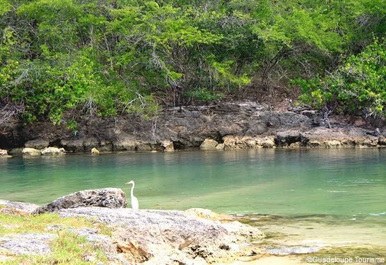 site ornithologique anse bertrand