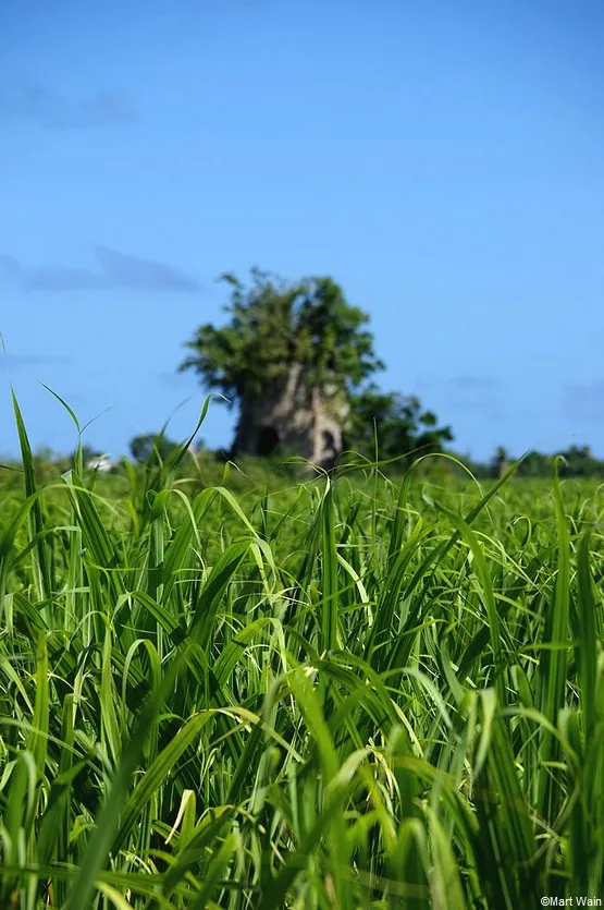 moulin guadeloupe