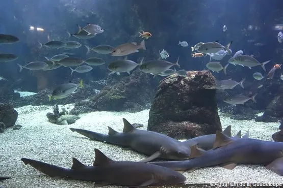 aquarium de la Guadeloupe