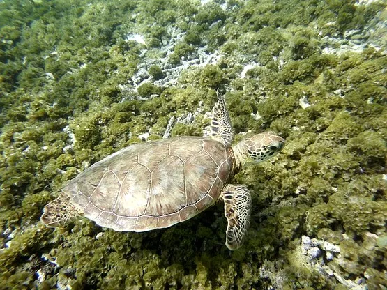 Le fouet de mer est une espèce - Aquarium de la Guadeloupe