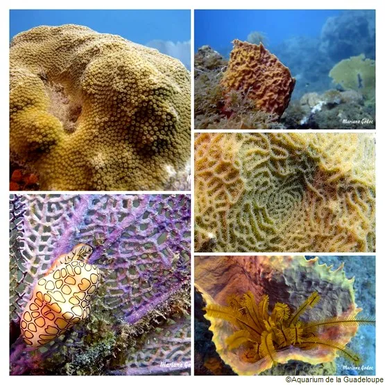 corail Guadeloupe