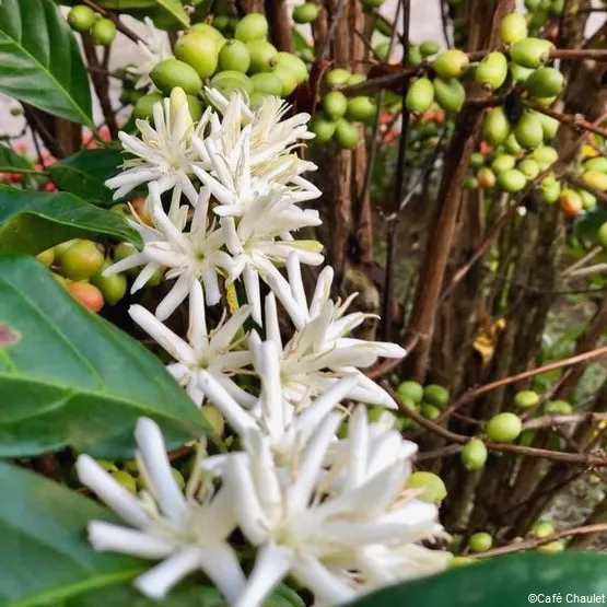 cafeier guadeloupe