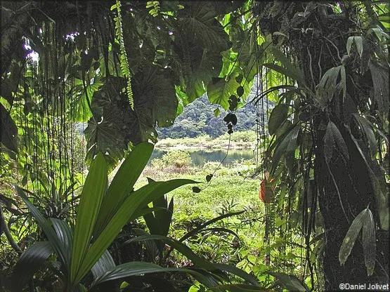 Grand-étang en Guadeloupe