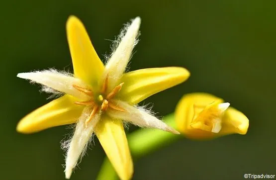 fleur palétuvier guadeloupe