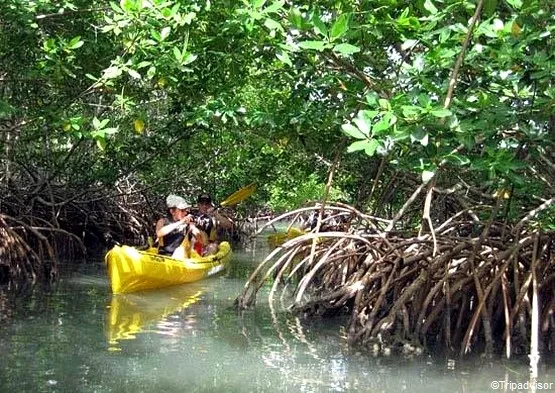 kayak mangrove grand cul-de-sac marin