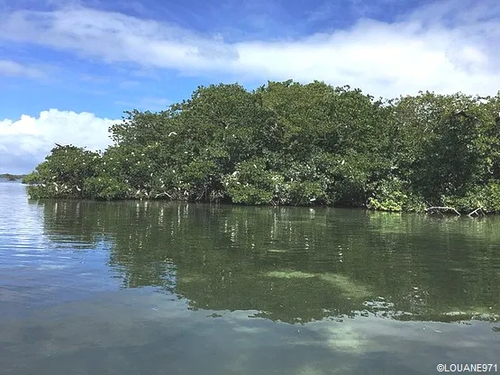 ilot carenage guadeloupe