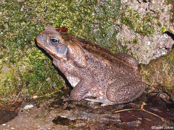 crapaud Grand-Etang