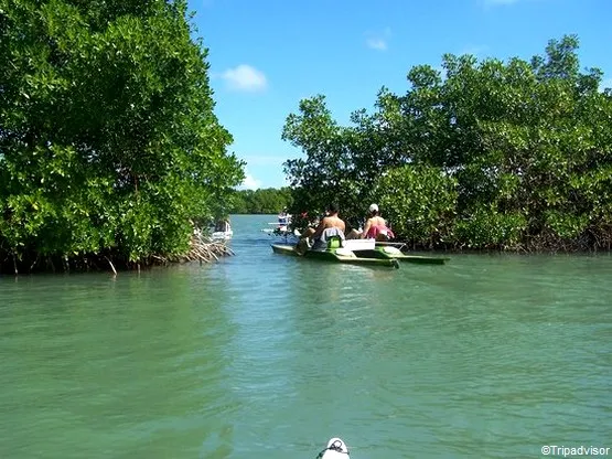 mangrove marie-galante