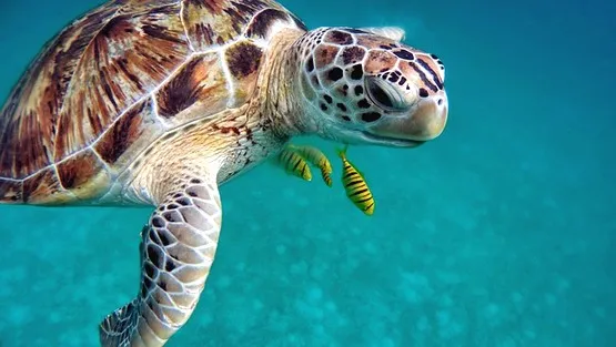tortue ilet gosier