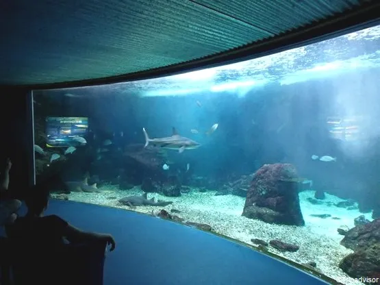 aquarium guadeloupe