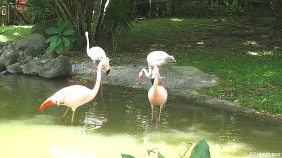 flamands roses Guadeloupe