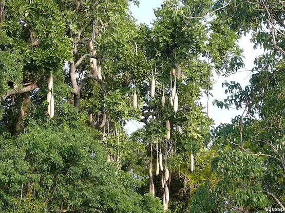 arbre à saucisson