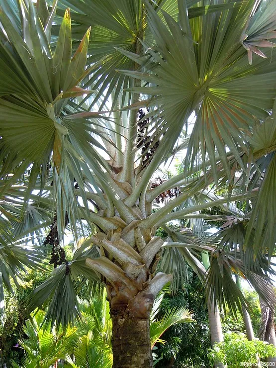palmiers Deshaies Guadeloupe