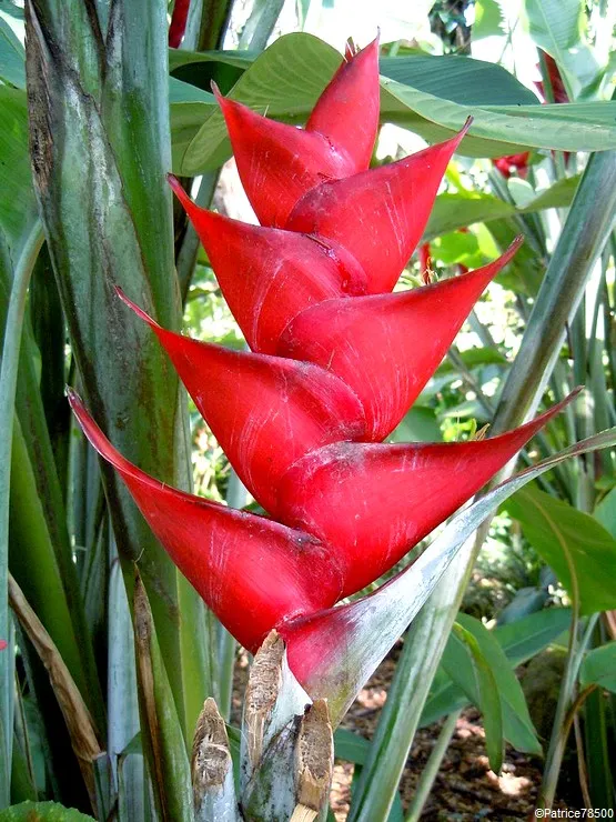 jardin botanique Guadeloupe