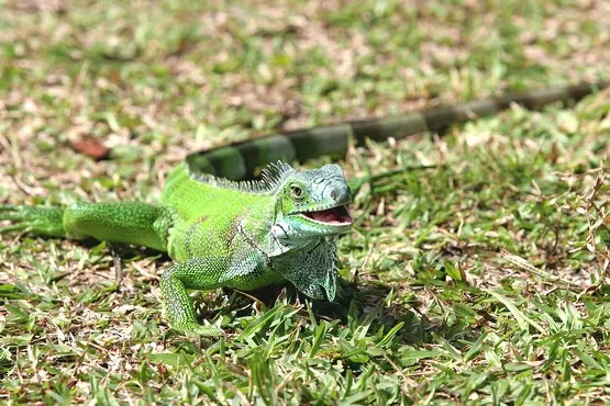 iguane guadeloupe