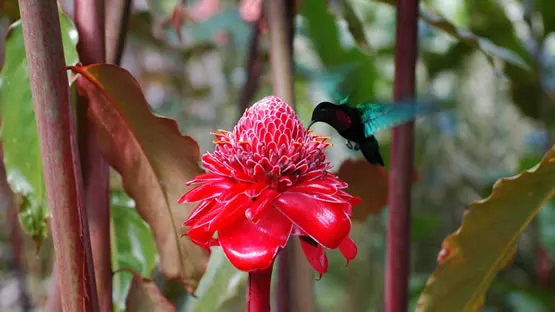 Une orchidée sauvage