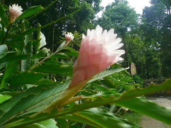 Fleur au parc des Mamelles