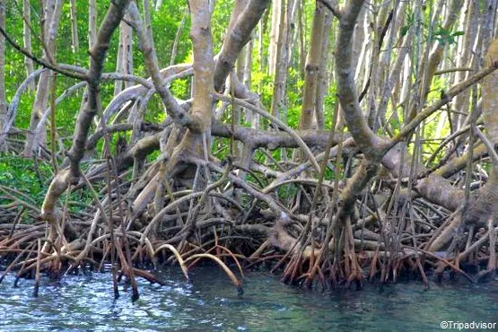 grand cul de sac marin guadeloupe