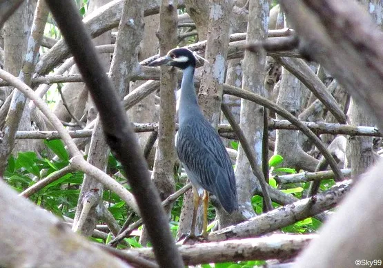 oiseau mangrove guadeloupe