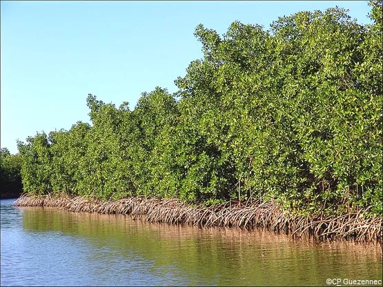 paletuviers rouges guadeloupe