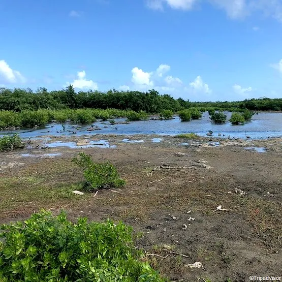 marais guadeloupe